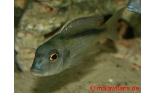Buccochromis spectabilis